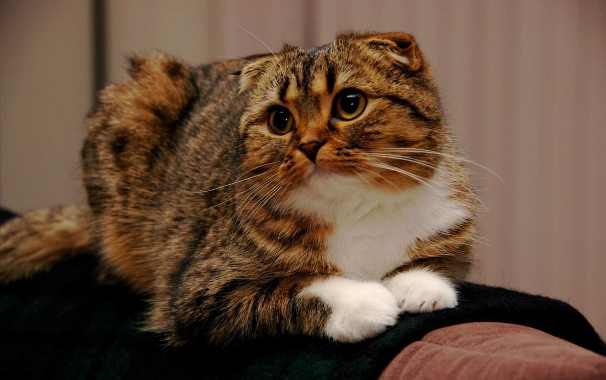 Уши шотландских вислоухих кошек