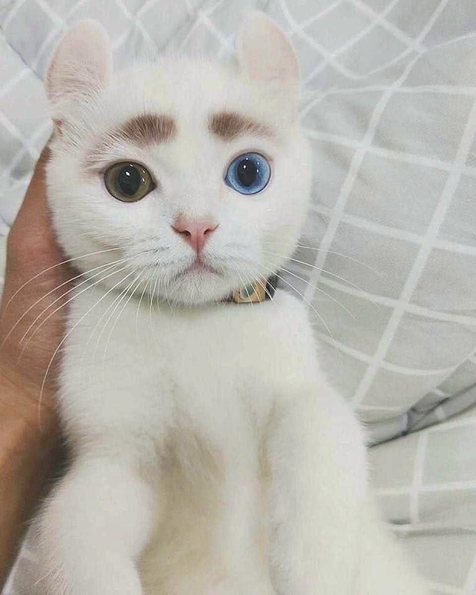 Котик с бровями