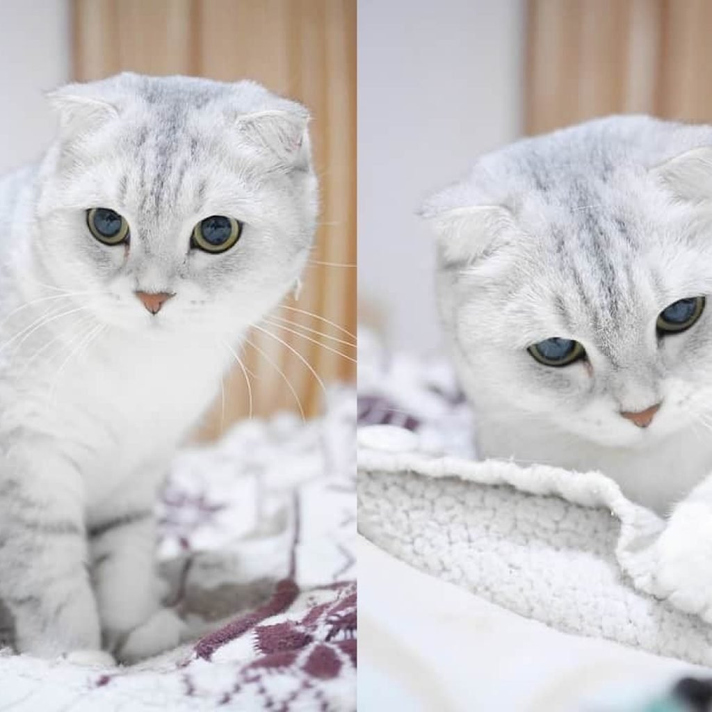 Кошки без ушек порода