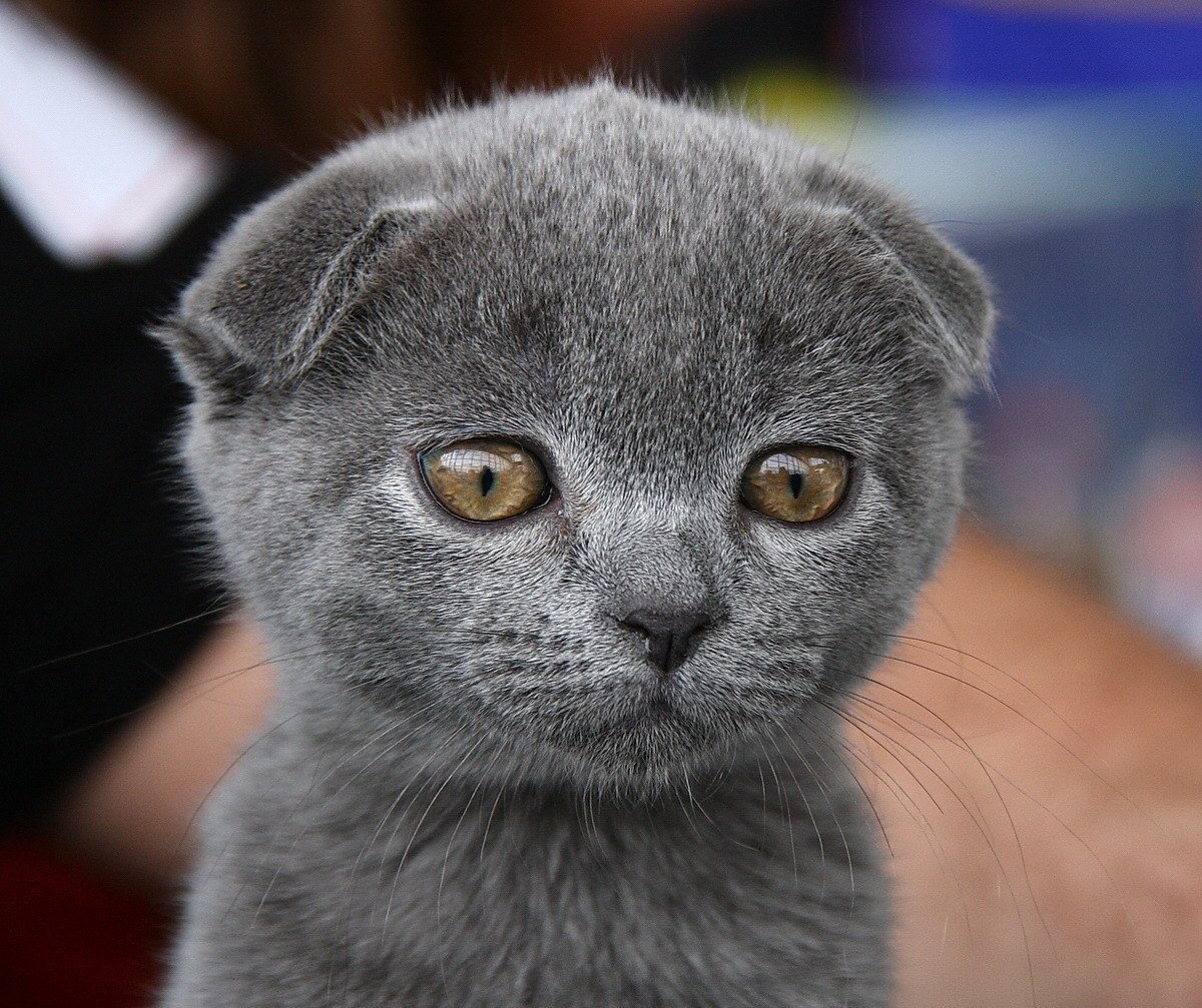 Шотландская вислоухая скотишфолд