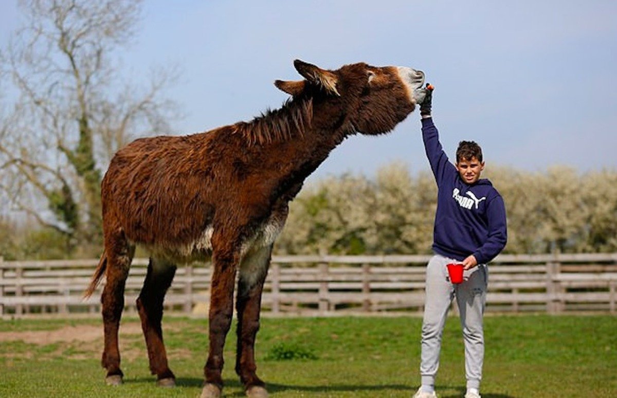 Самый большой Лось в России