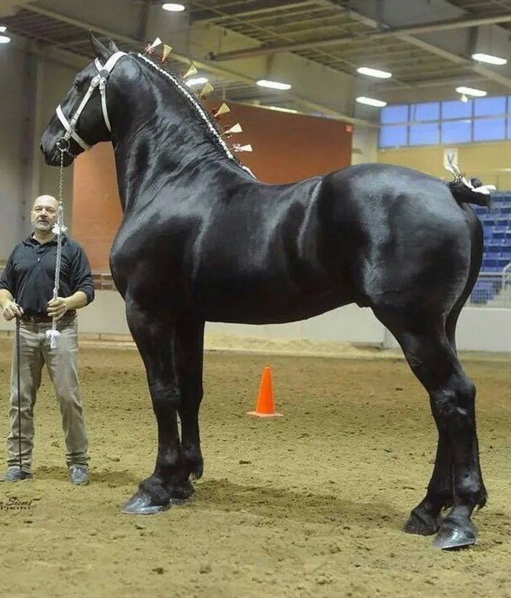 Мощная лошадь