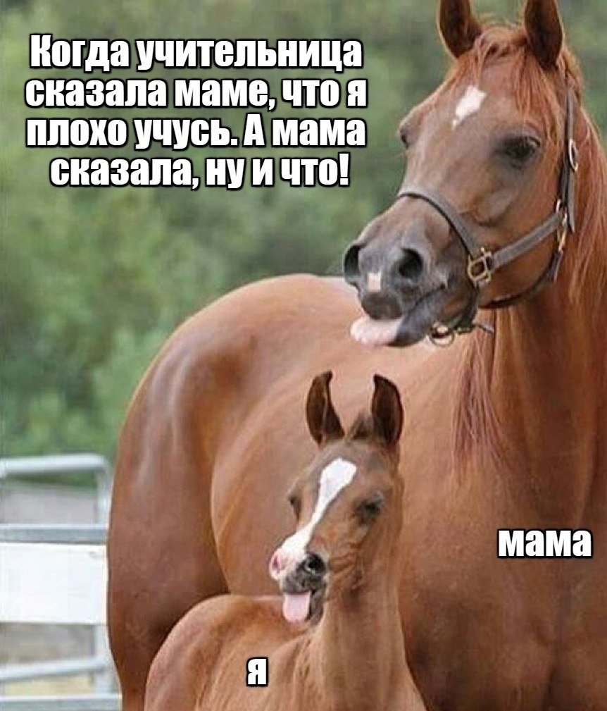 Мемы про лошадей