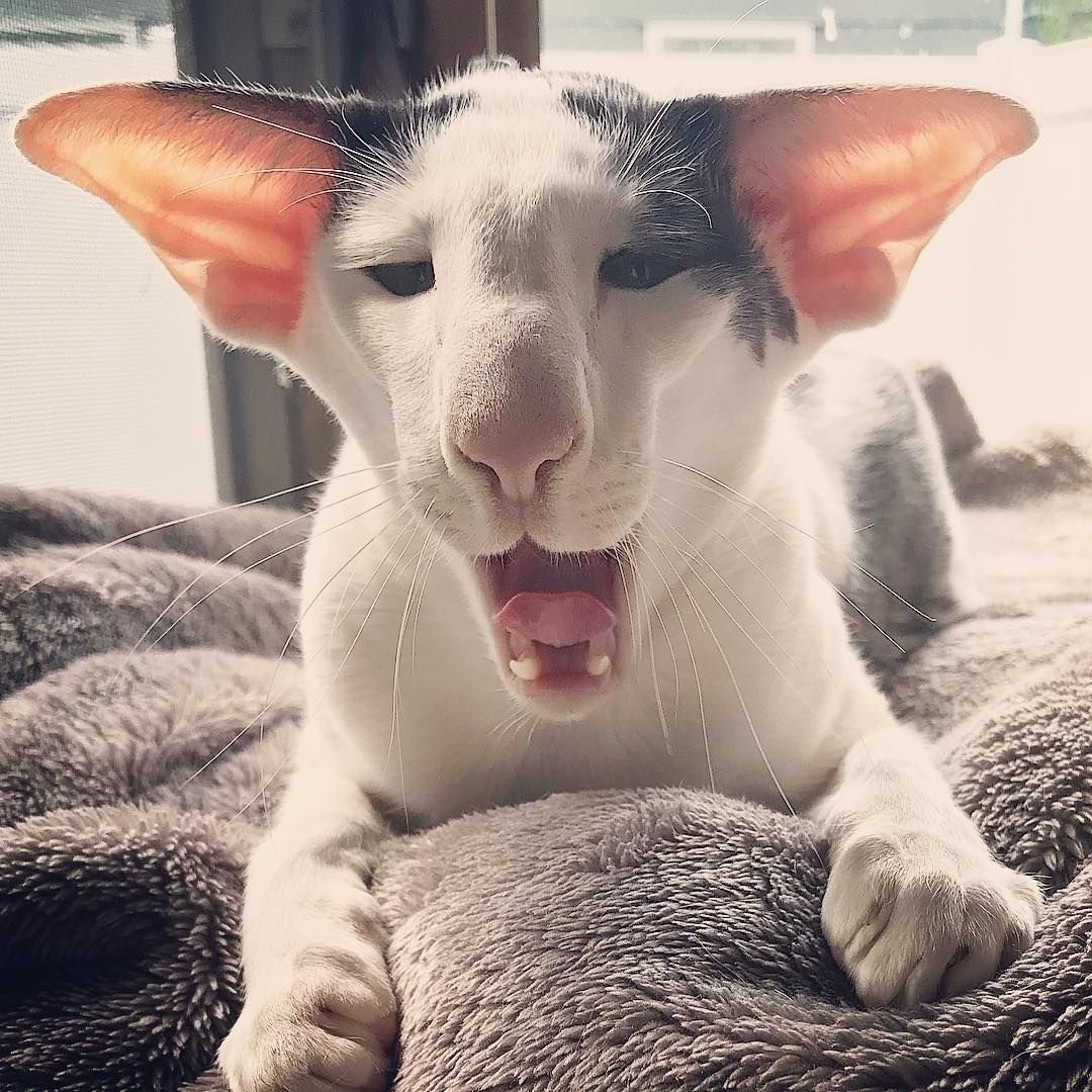 Кот грузин порода Ориентал