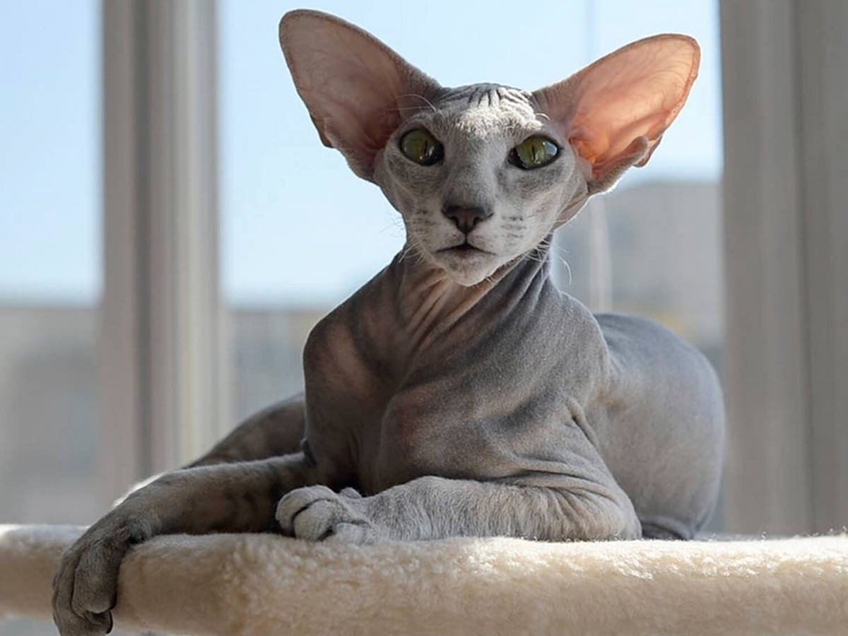 Петерболд Петербургский сфинкс