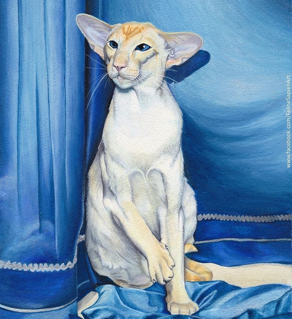 Ориентальная кошка референс