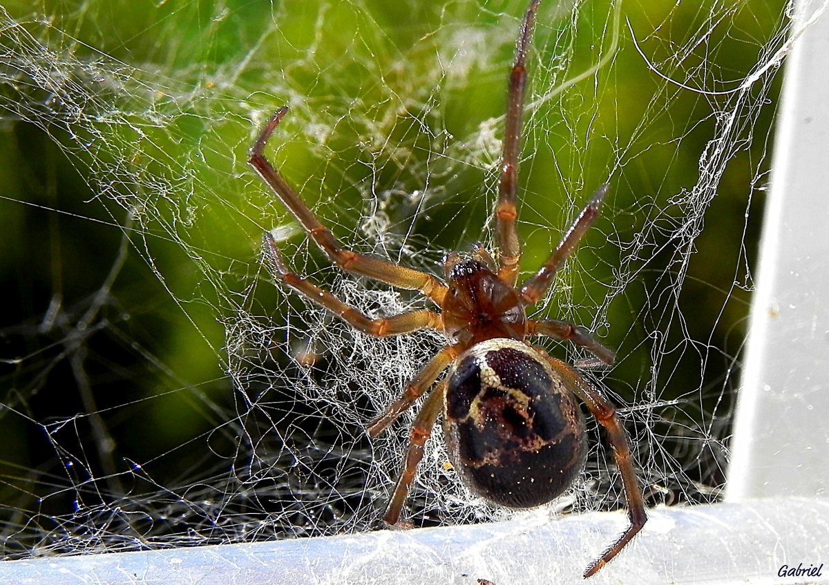 Araneus diadematus - крестовик