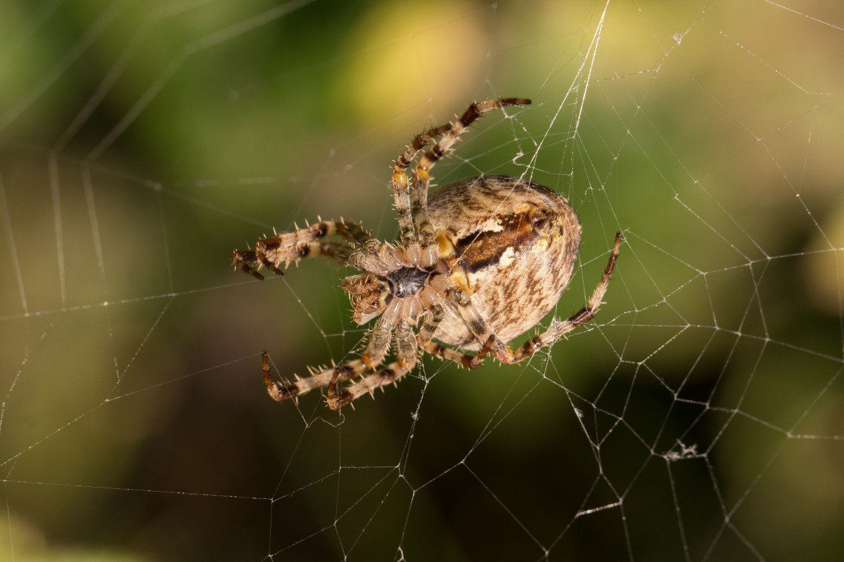 Паук крестовик Дальневосточный
