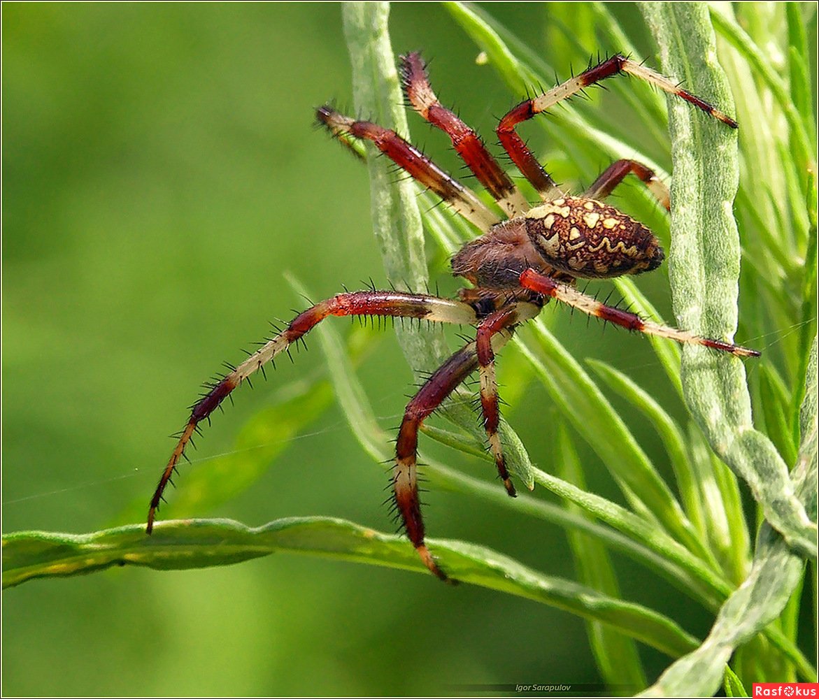 Паук крестовик Приморский край