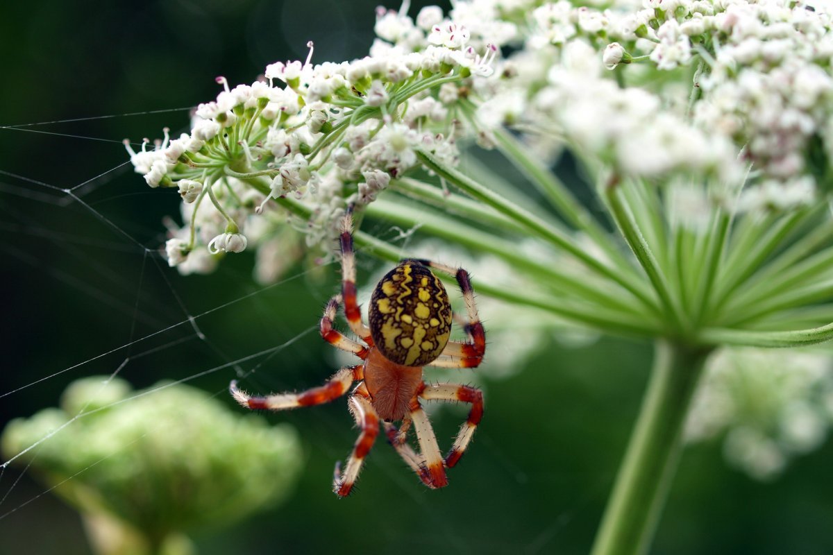 Крестовики Приморский край