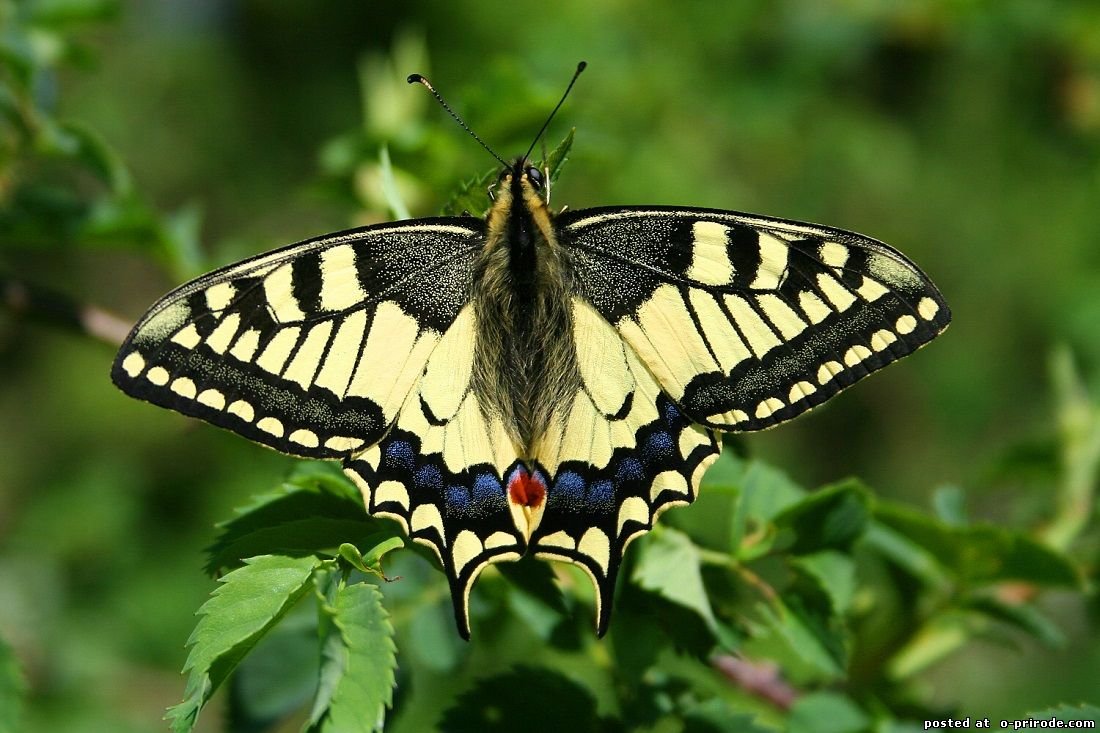 Махаон (Papilio Machaon)