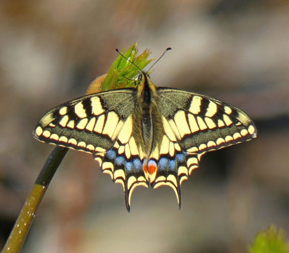 Хвостоносец Маака