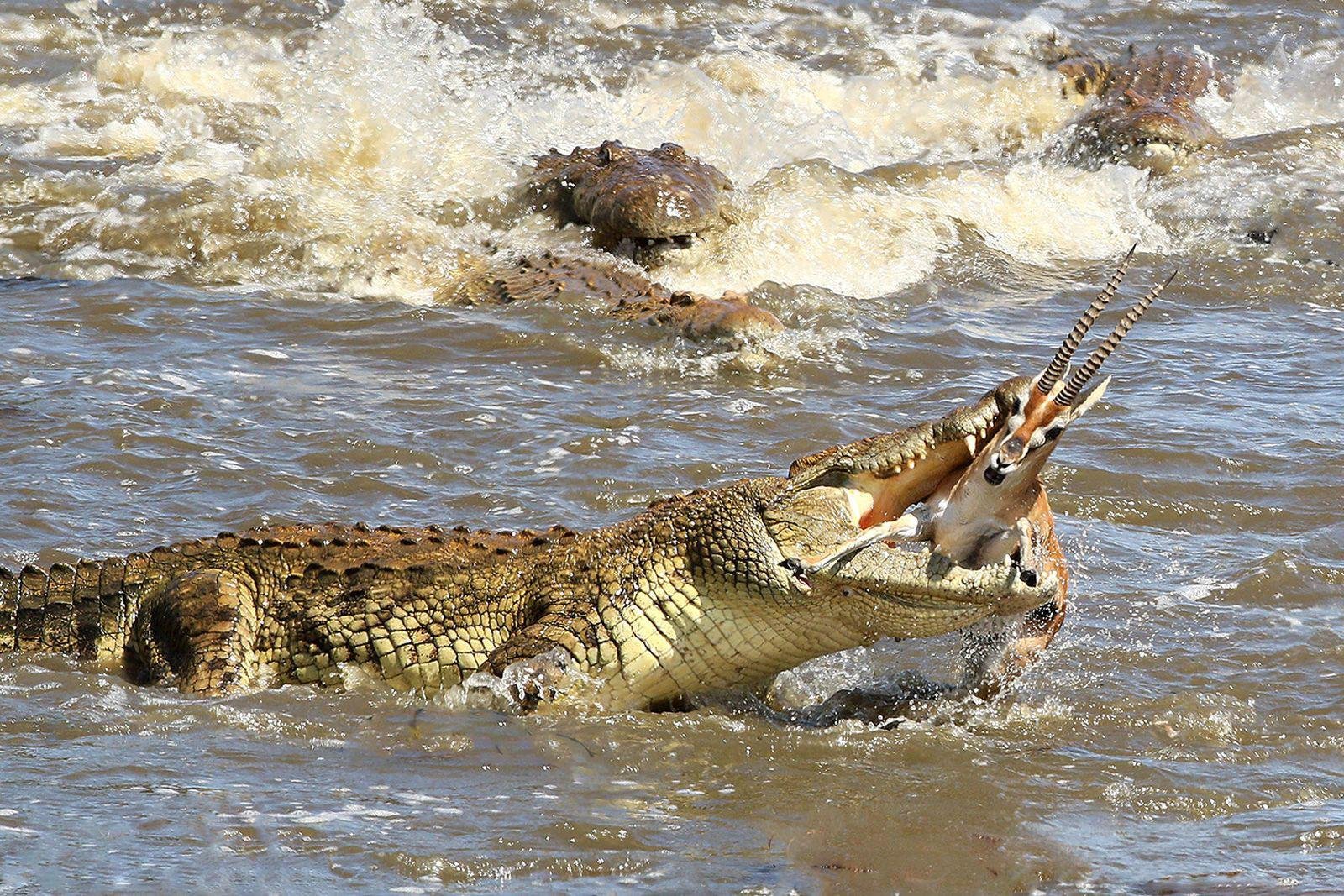 Крокодил самый опасный хищник. Нильский крокодил охота. Гребнистый крокодил. Национальный парк Серенгети крокодилы.