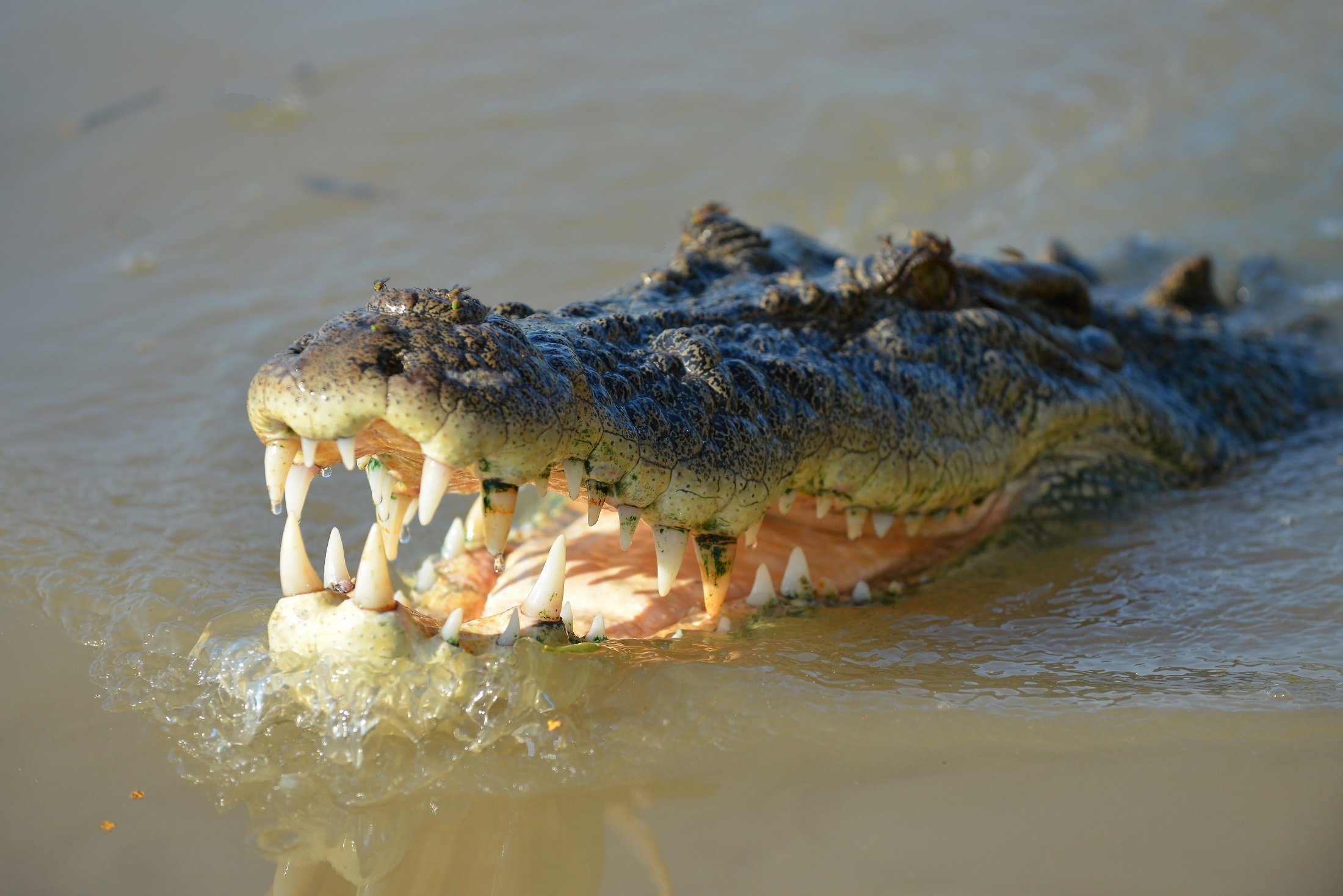 Крокодил самый опасный речной. Морской гребнистый крокодил. Австралийский гребнистый крокодил. Гребнистый крокодил Шри Ланка. Гребнистый крокодил в море.