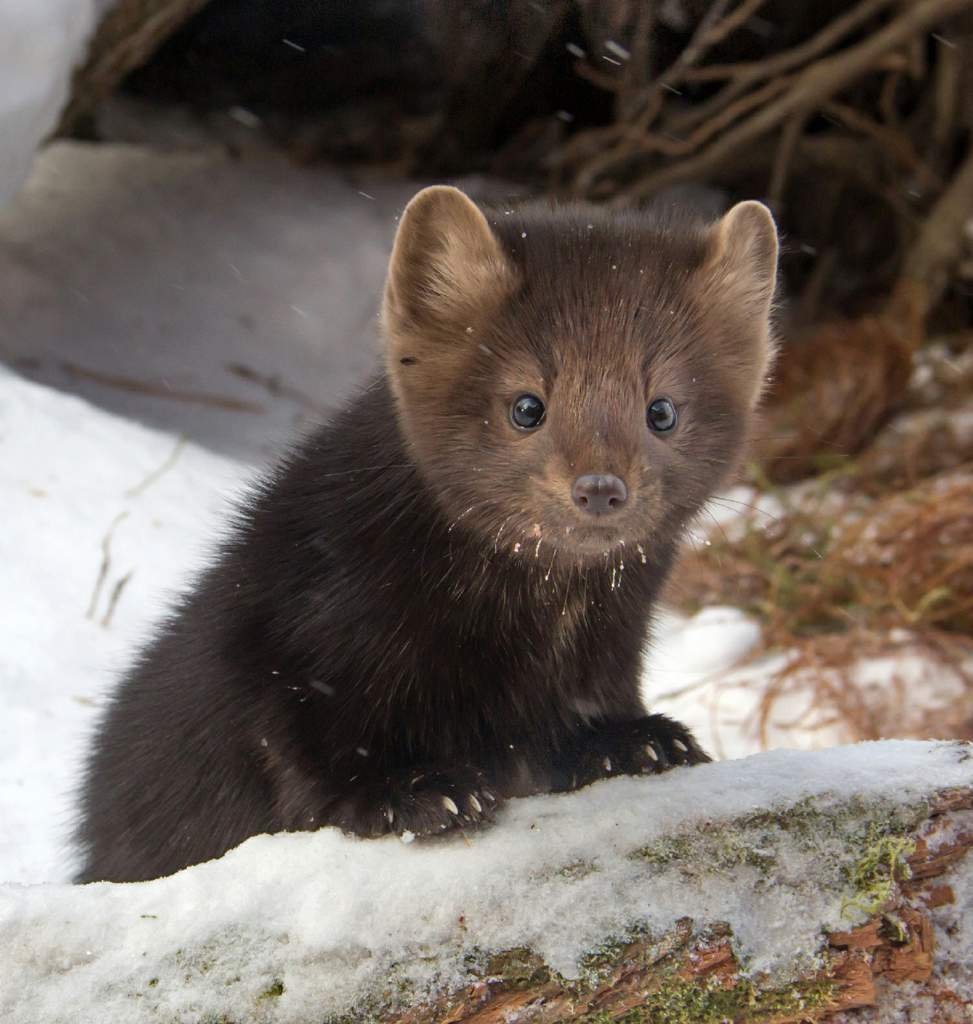 Соболь - martes zibellina