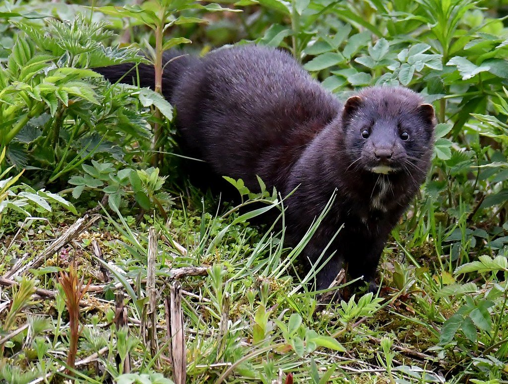 Куница и норка