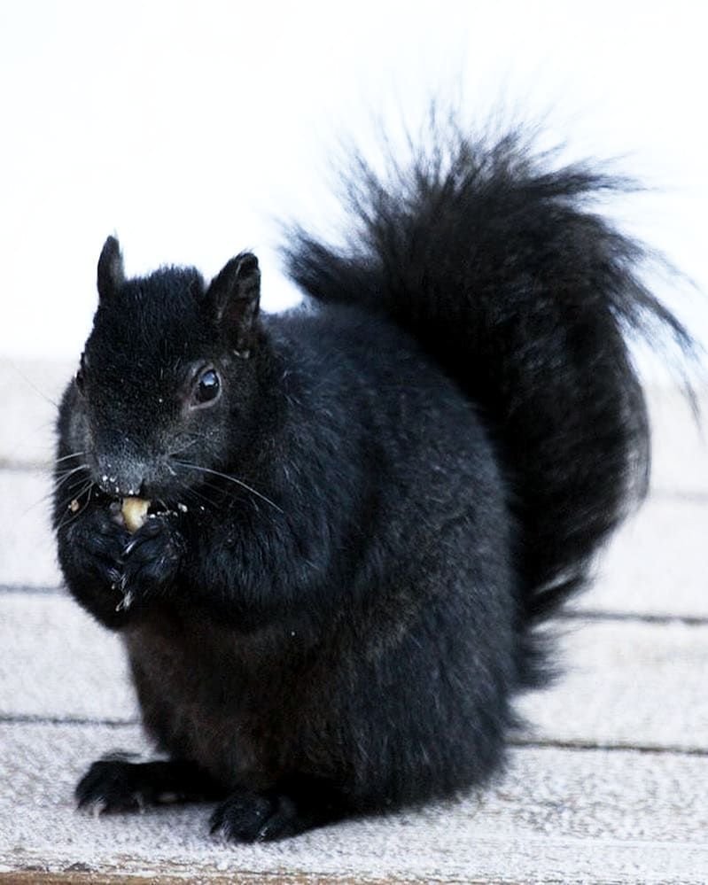 Черный зверек