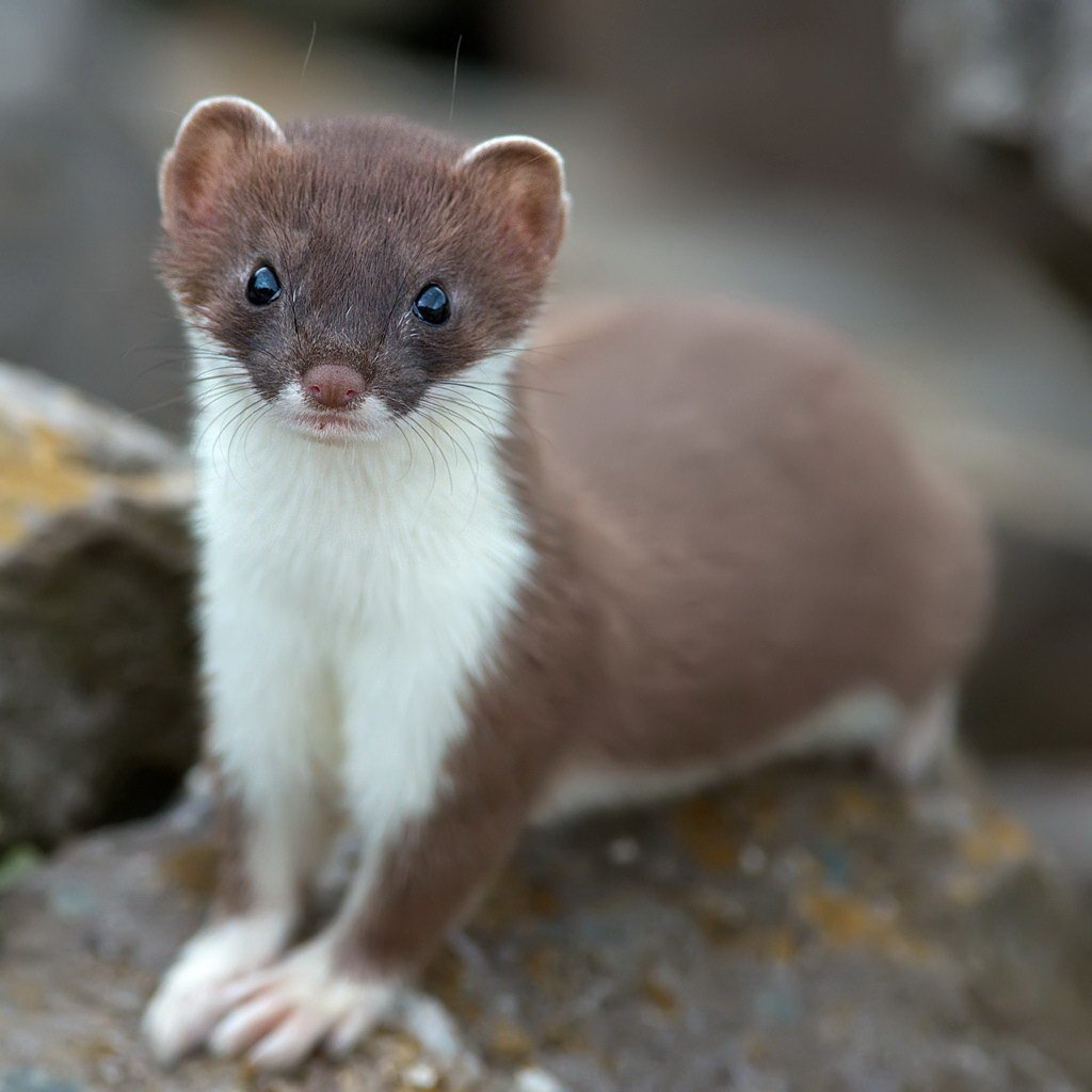 Куница ласка горностай