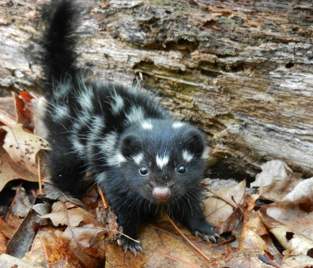 Полосатый скунс Северной Америки