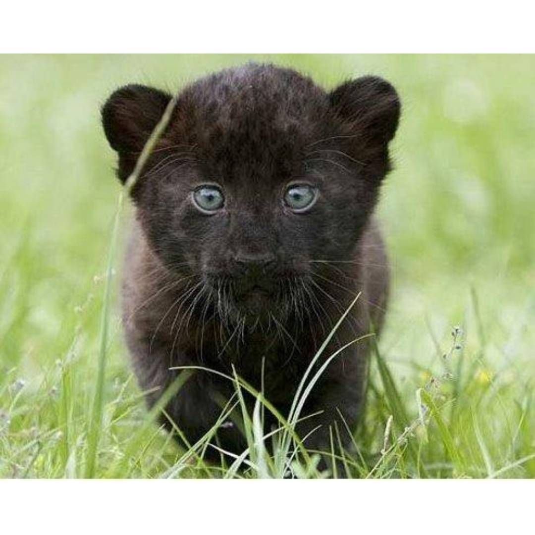 Черная пантера бэби