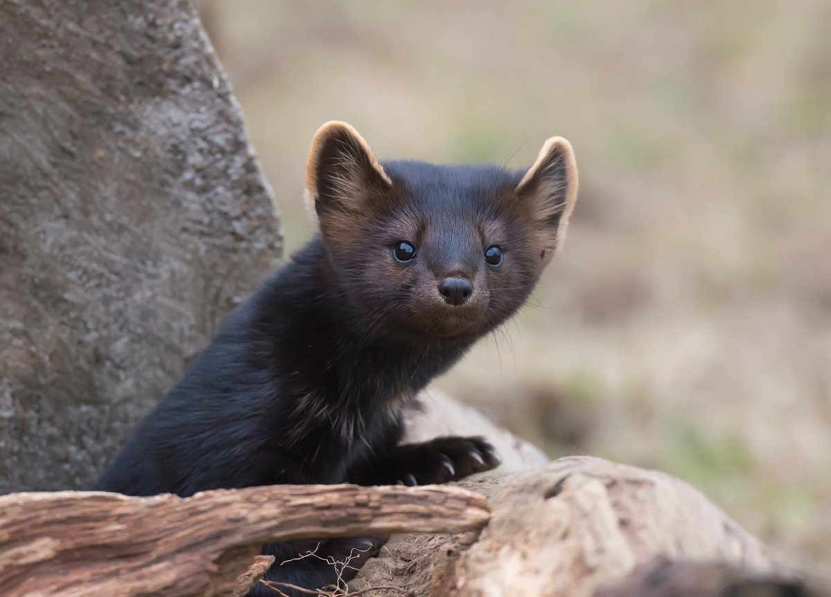 Баргузинский Соболь
