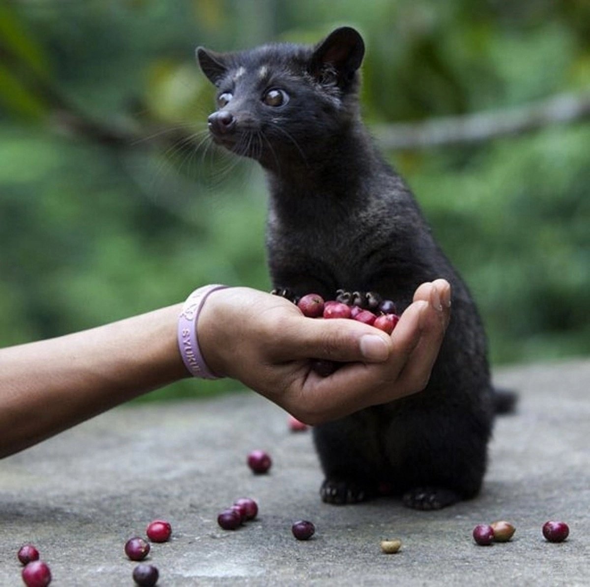 Пальмовая куница Лювак