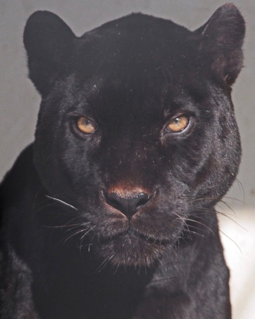 Лицо пантеры