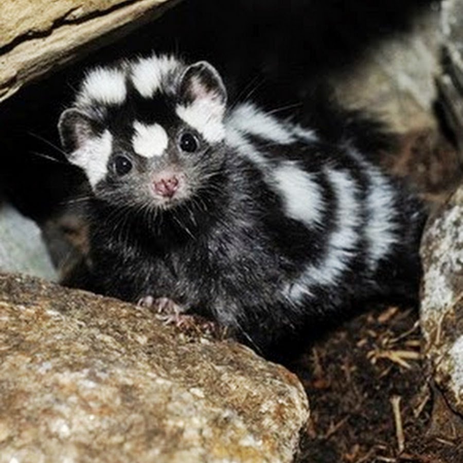 Хорек и скунс