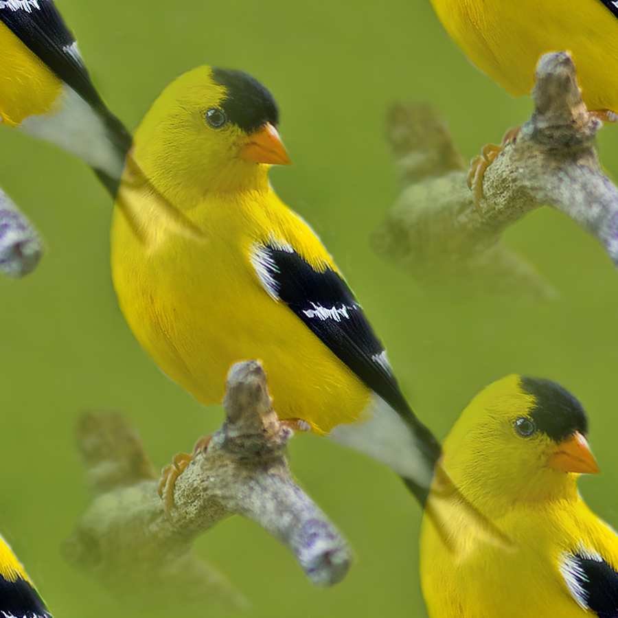 Птички с желтыми полосками. Птица с желтыми крыльями. Птица с желтым хвостом. Большая желтая птица. Птички с желтыми крылышками.