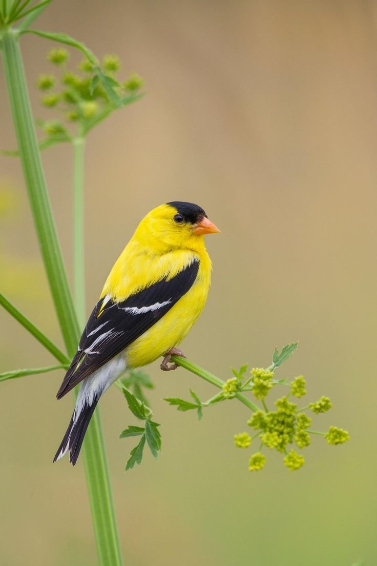 American Goldfinch птица