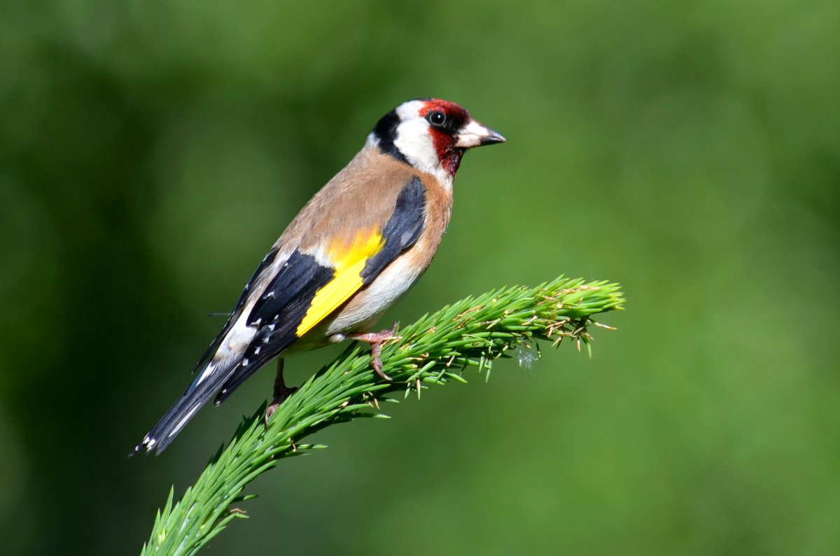 Щегол (Carduelis Carduelis)