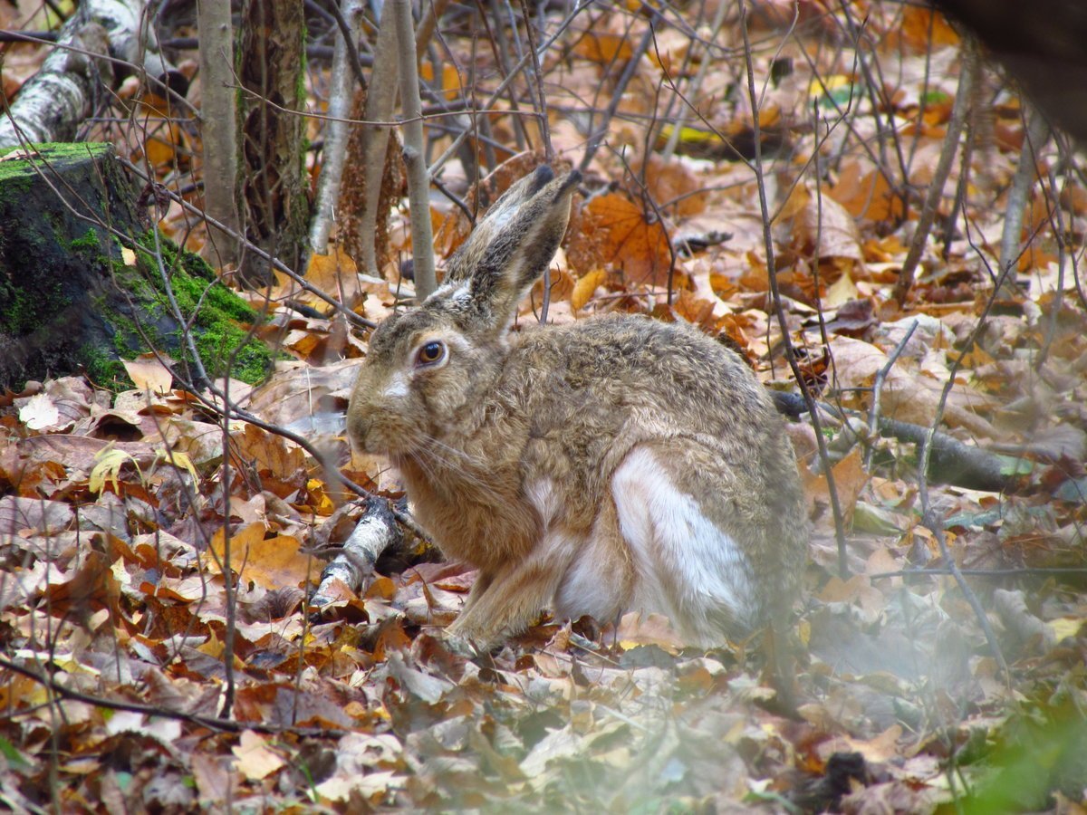 Пейзаж с зайцем