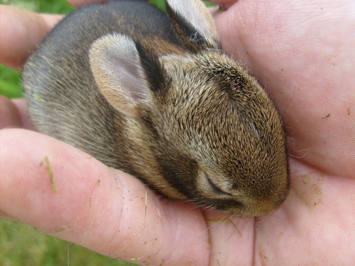 Раскраска крольчонок