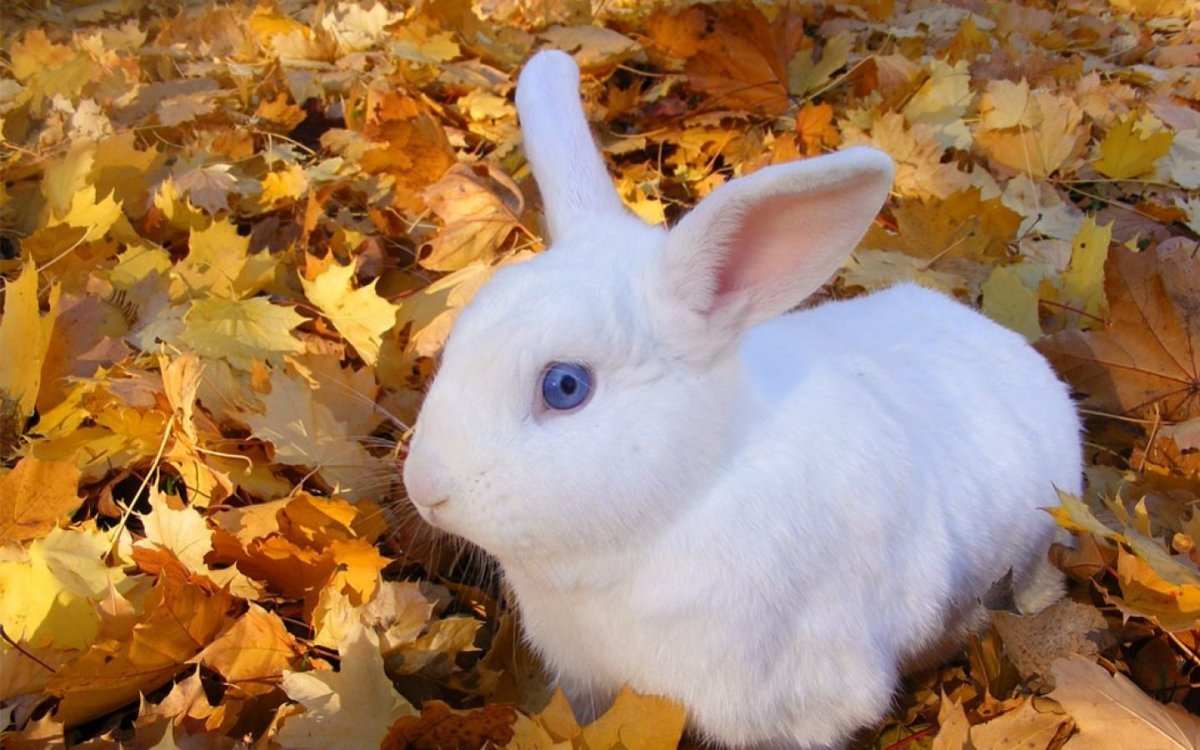 Заяц Беляк с зайчатами