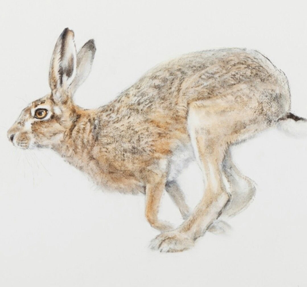 Семья Зайцев заяц зайчиха и Зайчата