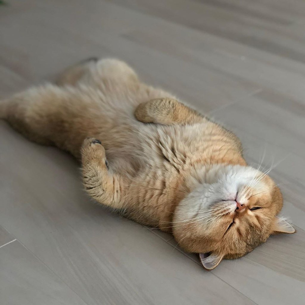 Котик лежит