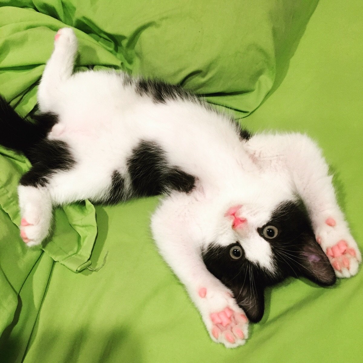 Котенок лежит на спине