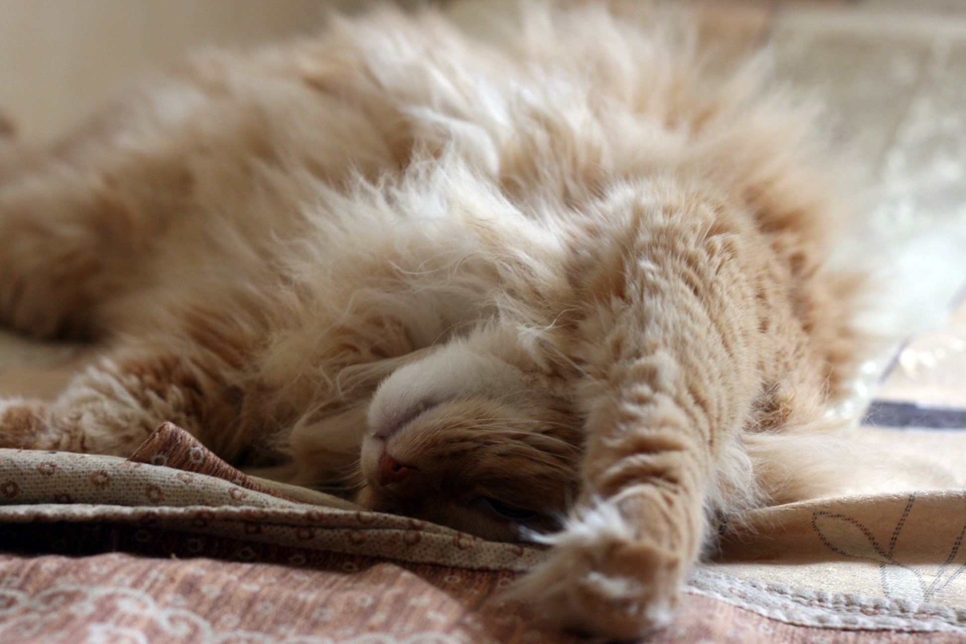 Пушистые котята спят. Котик лежит. Пушистый кот лежит на спине. Спящий кот. Пушистый кот спиной.