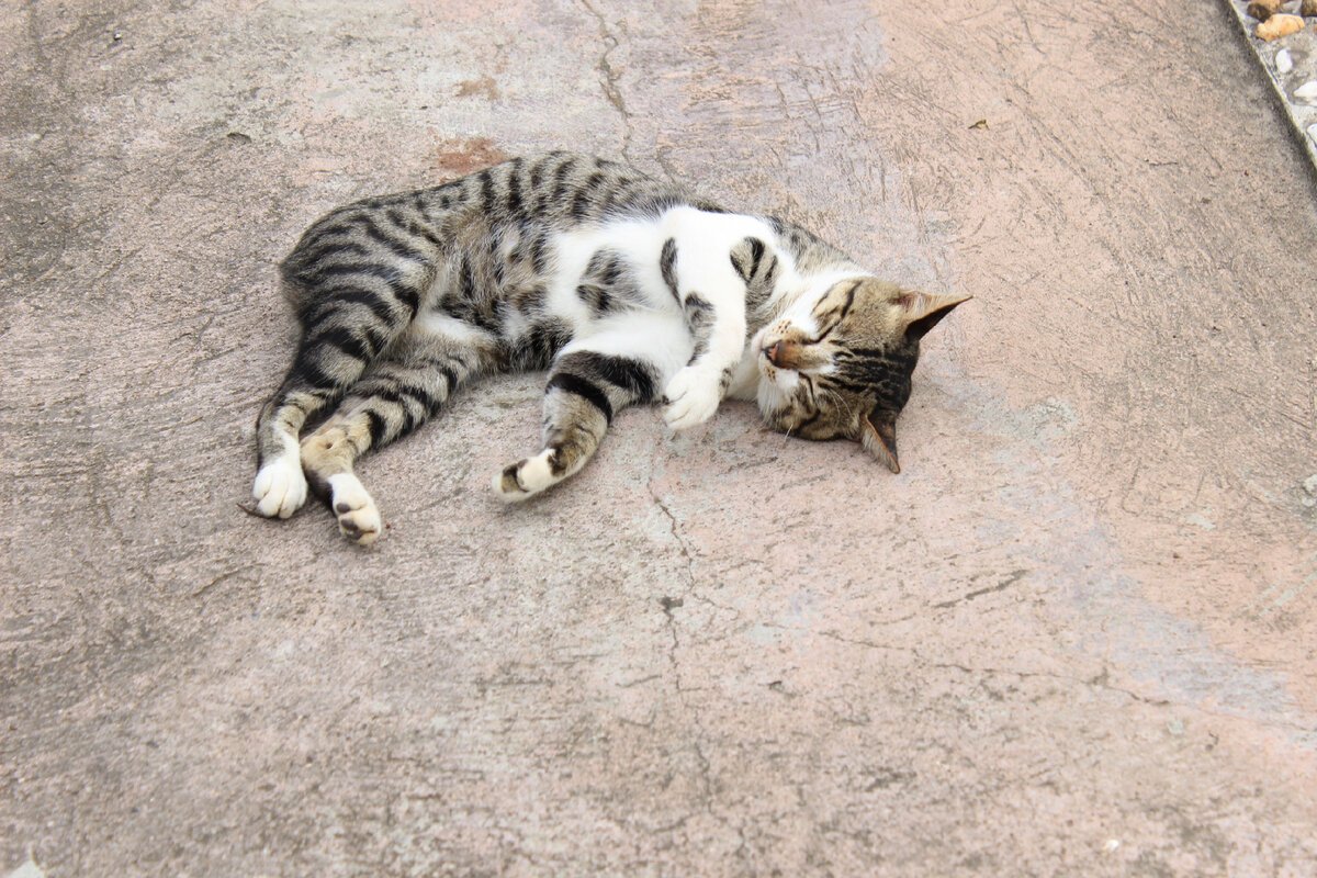 Животные валяются