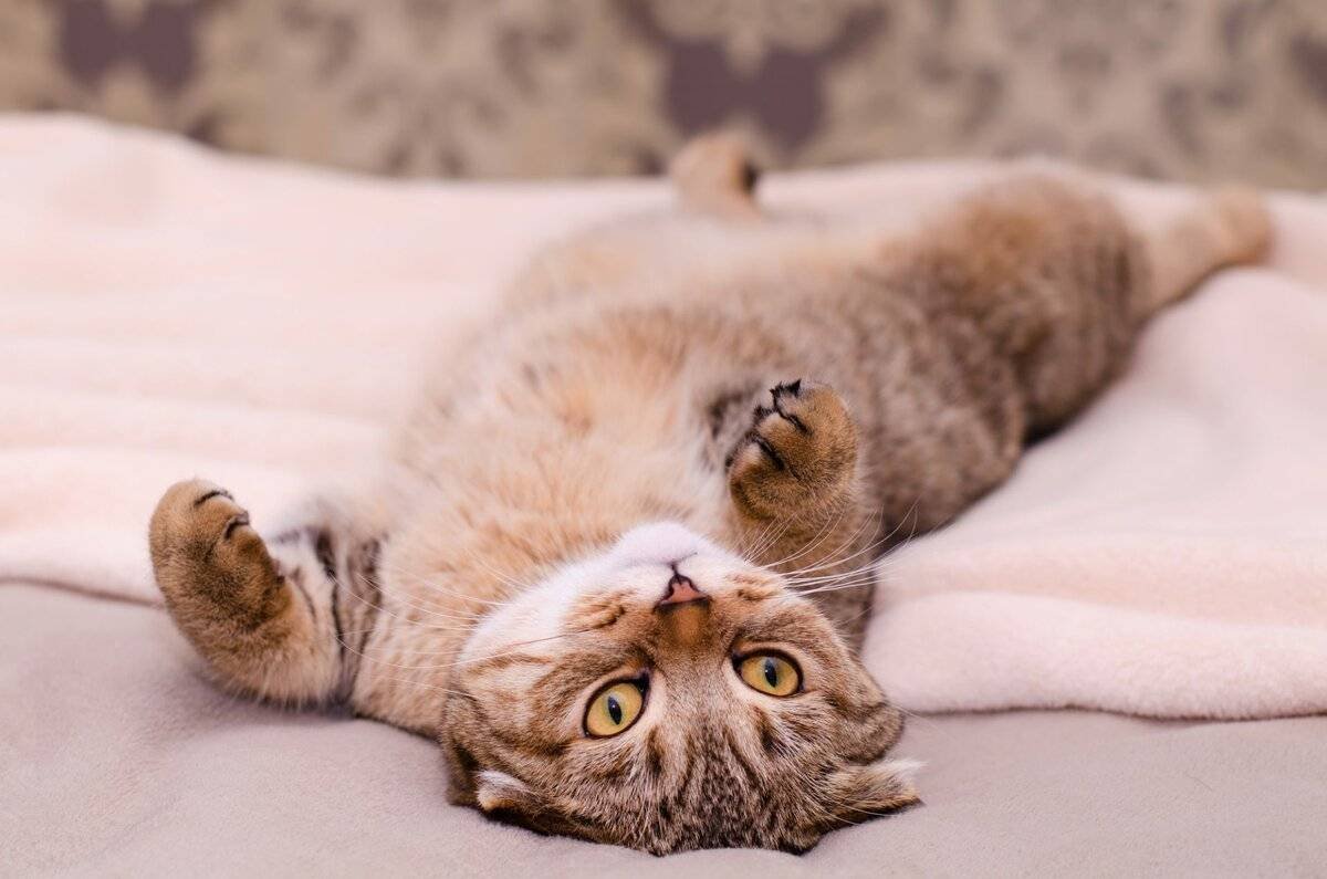 Котик лежит на спине