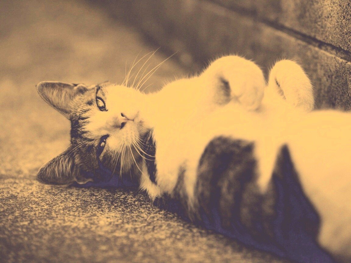 Красивая кошка лежит на спине