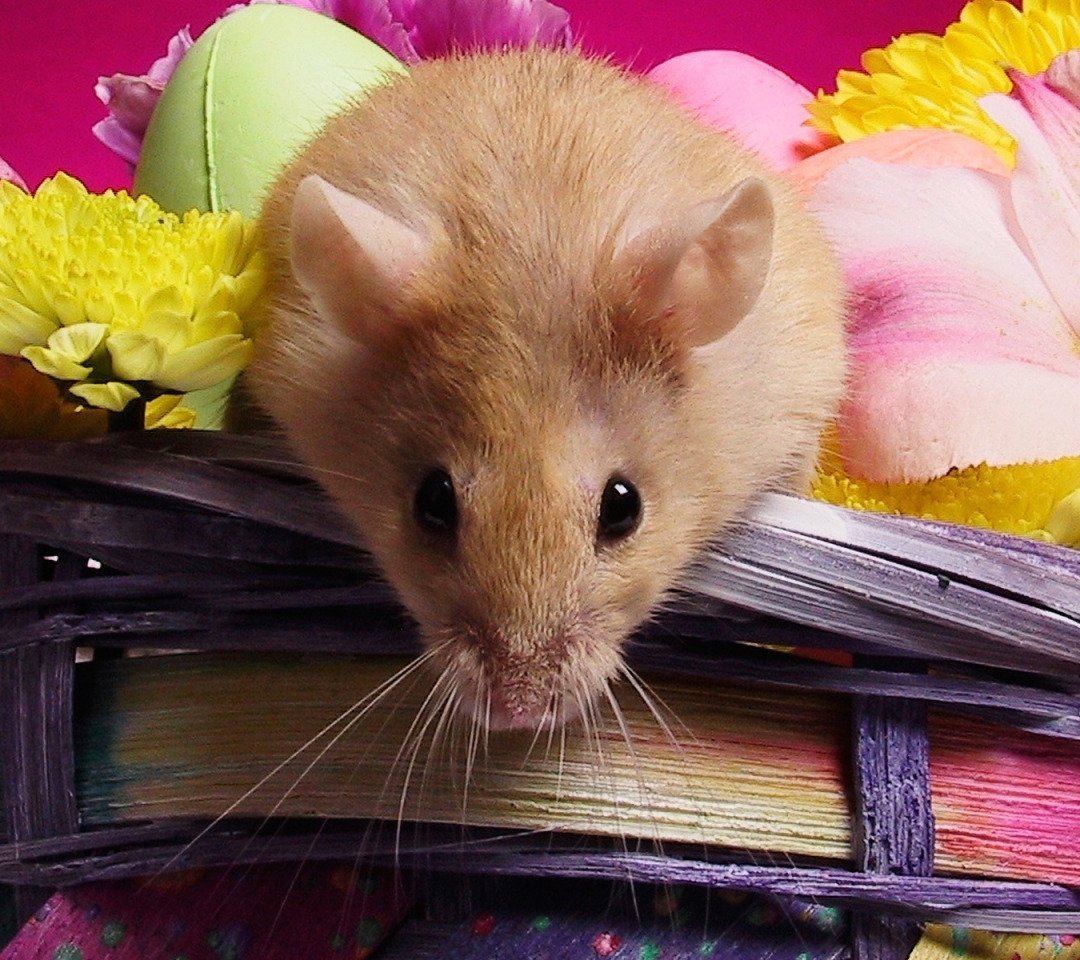 Хомяк с цветами