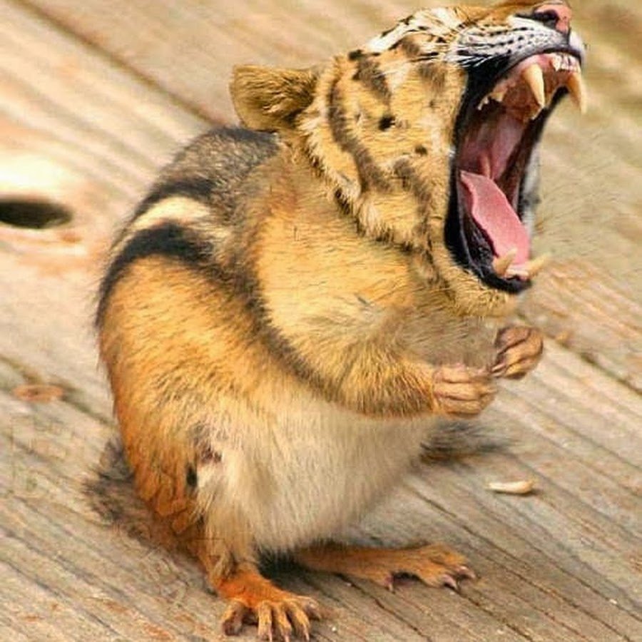 Тигровый хомяк