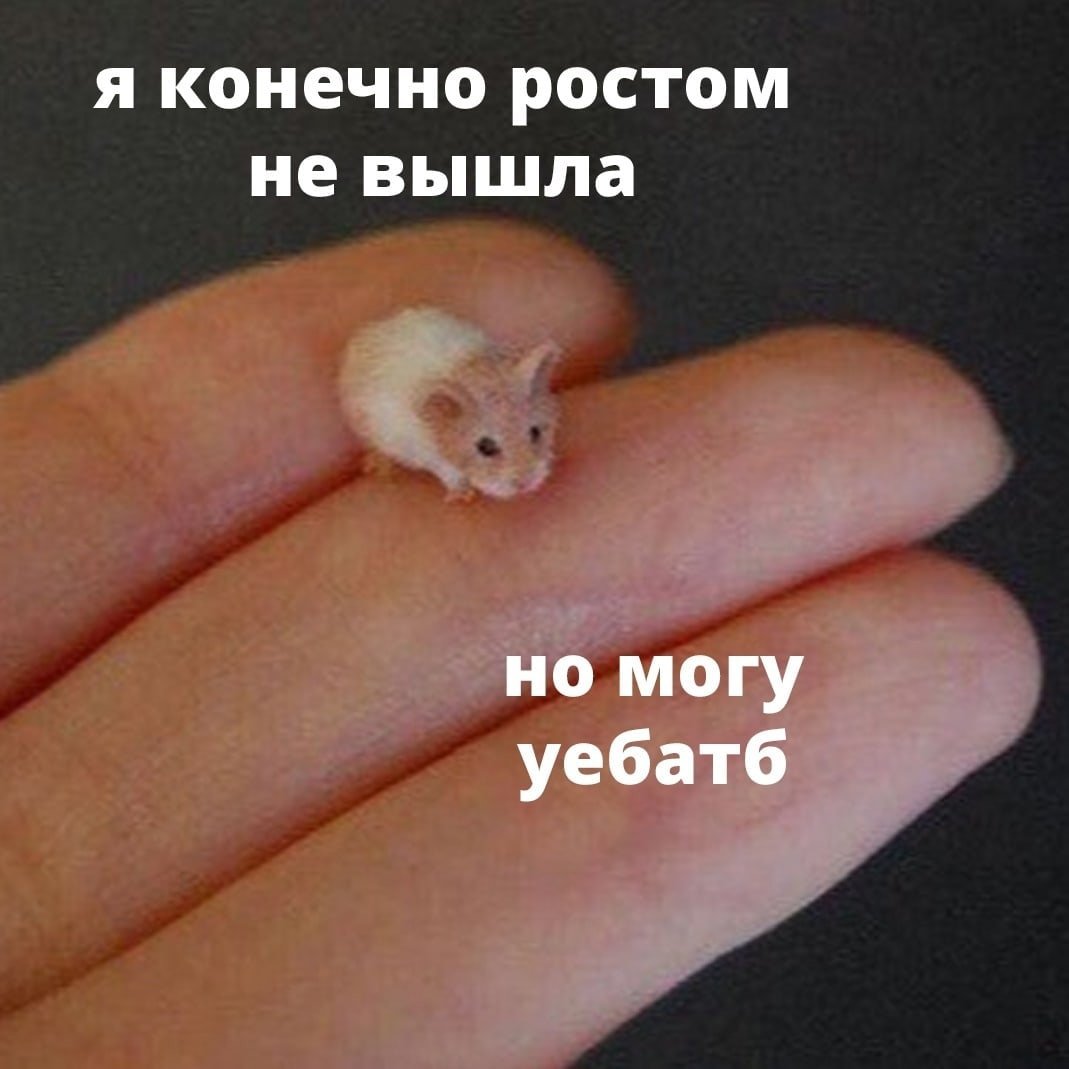 Хомяки джунгарики самка