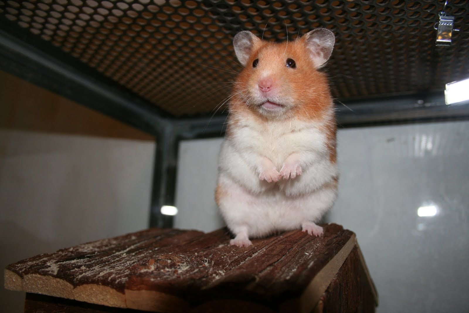 Мышь хомячков. Крыса и хомяк. Хомяк и мышь. Мышь скрещенная с хомяком. Хомяк похожий на крысу.