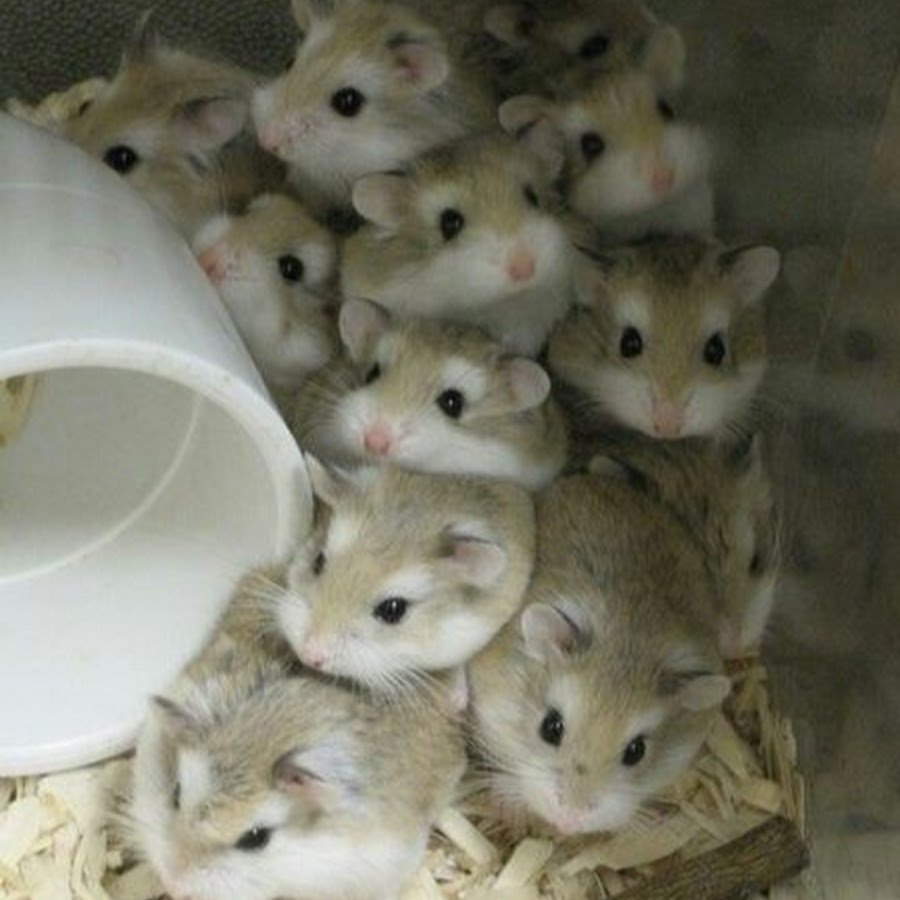 Два маленьких хомячка белых