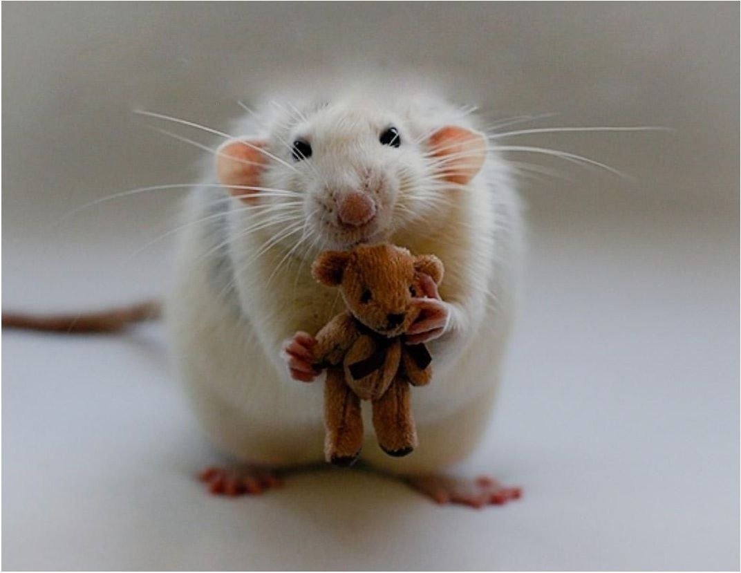 Обои с мышками