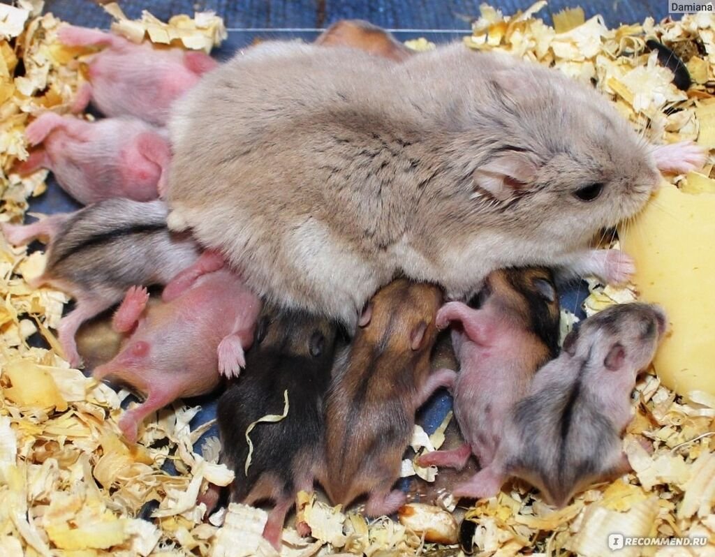 Смешная компьютерная мышь