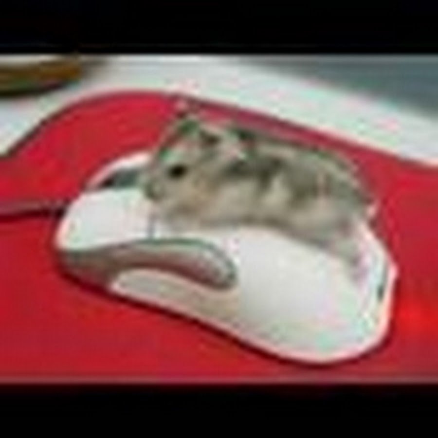 Хомяк джунгарский маленький