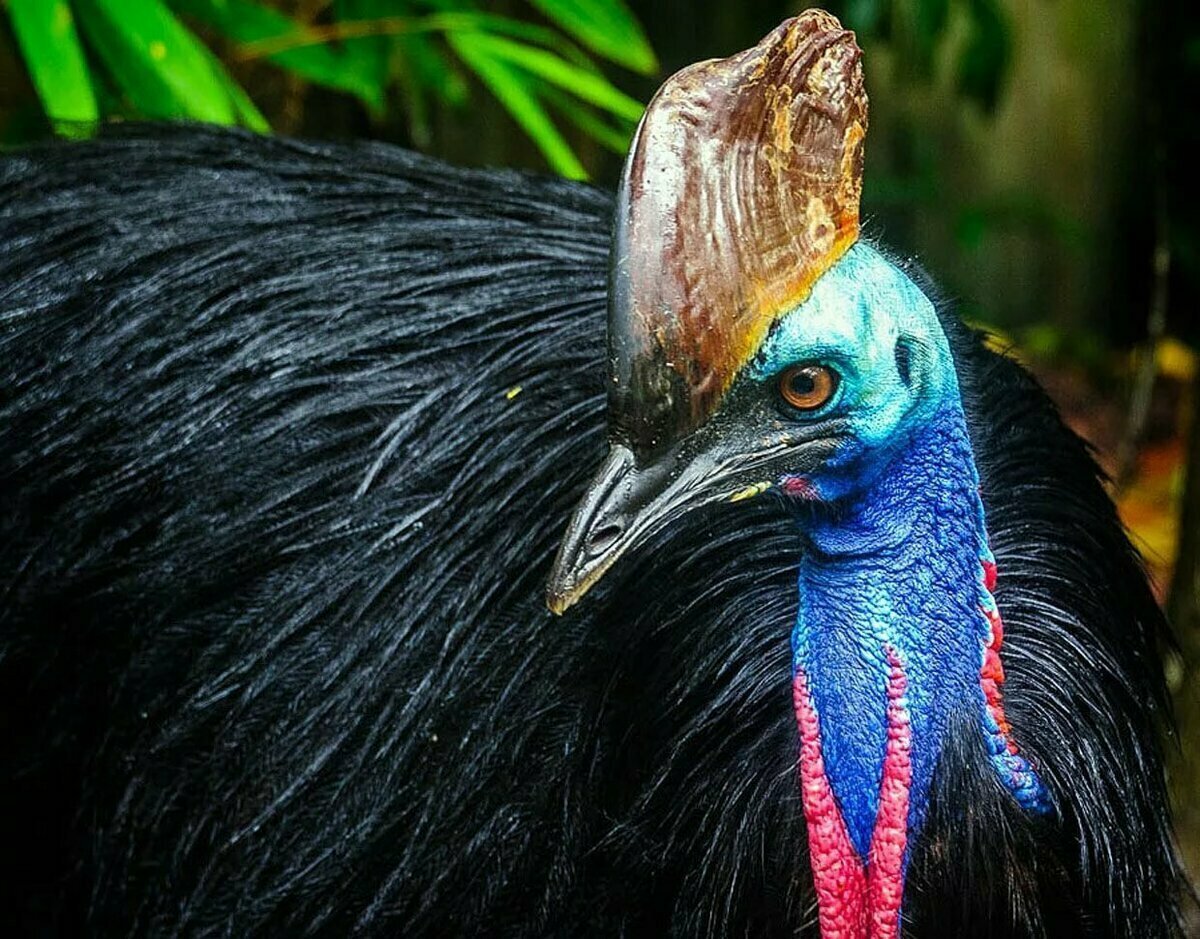 Попугай даун